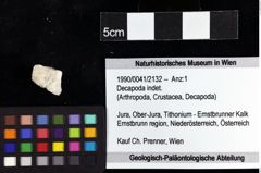 Foto (Objket + Etiketten) von Decapoda indet. 